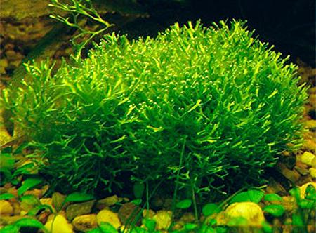  (Riccia fluitans), M   