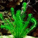   (Lagarosiphon major), M