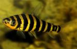  ,  ,   (Leporinus fasciatus), S