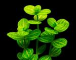   (Bacopa myriophylloides), M