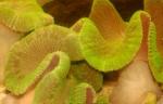    (Stichodactyla sp., Stoichactis sp.), L 