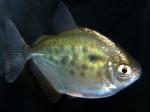   (Metynnis lippincottianus, Metynnis roosevelti), M