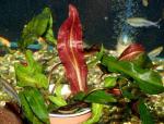   (Cryptocoryne affinis), M