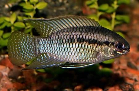  ,   (Laetacara curviceps, Aequidens curviceps), M