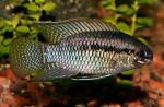  ,   (Laetacara curviceps, Aequidens curviceps), M