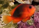  ,  ,  ,   (Amphiprion ephippium), M