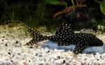   (Acanthicus adonis), M