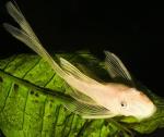    (Ancistrus dolichopterus var. gold), L