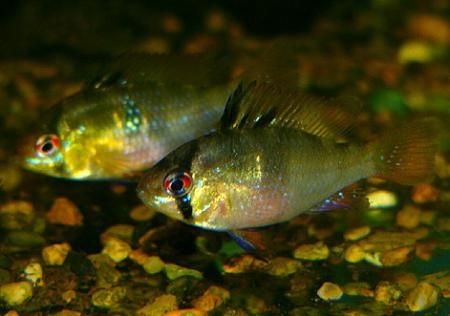   (Microgeophagus ramirezi, Papiliochromis ramirezi), L