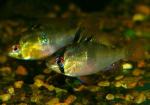   (Microgeophagus ramirezi, Papiliochromis ramirezi), L