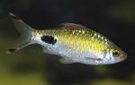 - (Puntius filamentosus, Barbus filamentosus), S