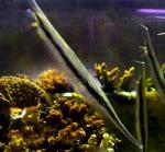  ,   (Aeoliscus strigatus), M