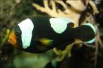  ,  ,   (Amphiprion polymnus), L