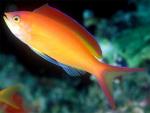   (Pseudanthias ignitus), M