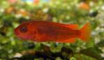  (Iodotropheus sprengerae), M