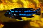   (Melanochromis johannii), M