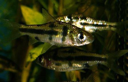   (Puntius lateristriga, Barbus lateristriga, Barbodes lateristriga), L
