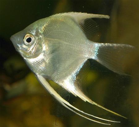   (Pterophyllum scalare var.), L