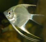   (Pterophyllum scalare var.), L