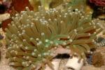  (Heliofungia actiniformes), M