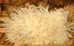    (Heteractis malu, Radianthus malu), S