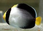 -  (Chaetodontoplus mesoleucus), S