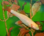    (Epalzeorhynchos frenatus var. albino), M