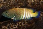 -,   (Cephalopholis argus), M