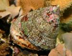 -  (Trochus niloticus, Tectus niloticus, Rochia niloticus), L