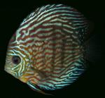   (Symphysodon aequifasciatus var. "Turkis"), M
