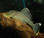  L-081 (Baryancistrus sp. L-081), L