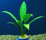  ,   (Anubias lanceolata), S