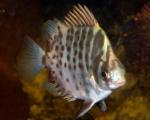   (Scatophagus argus), L