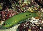  ,  -    (Novaculichthys macrolepidotus), M
