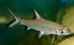   (Balantiocheilus melanopterus), XL