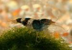   " " (Caridina cf. cantonensis), S