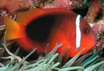  ,  ,  ,   (Amphiprion frenatus), S