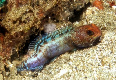  ,   (Opistognathus whitehurstii), M