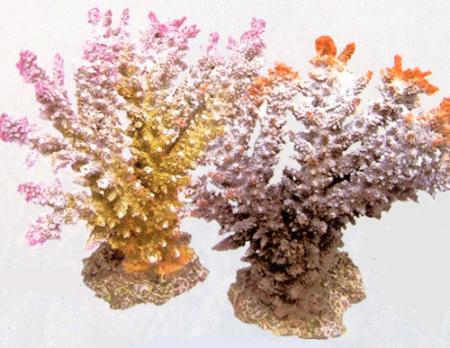   REPLICA LIVE CORAL, L200 x W110 x H190 , -