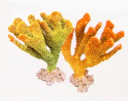   REPLICA LIVE CORAL, L210 x W160 x H240 , 