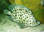   (Cromileptes altivelis, Chromileptes altivelis), S