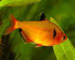  (Hyphessobrycon minor, Hyphessobrycon callistus minor), L 
