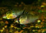   (Microgeophagus ramirezi, Papiliochromis ramirezi), S