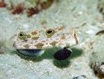 -  (Signigobius biocellatus), M