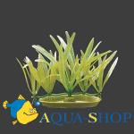  (Echinodorus).   Hagen,  