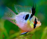   (Microgeophagus ramirezi var.), M