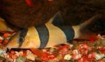 -,   (Chromobotia macracanthus, Botia macracanthus), XL