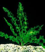  (Aponogeton capuronii), M
