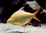 ,   (Barbonymus schwanenfeldii, Barbus schwanefeldi), XL