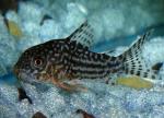   (Corydoras sterbai), L